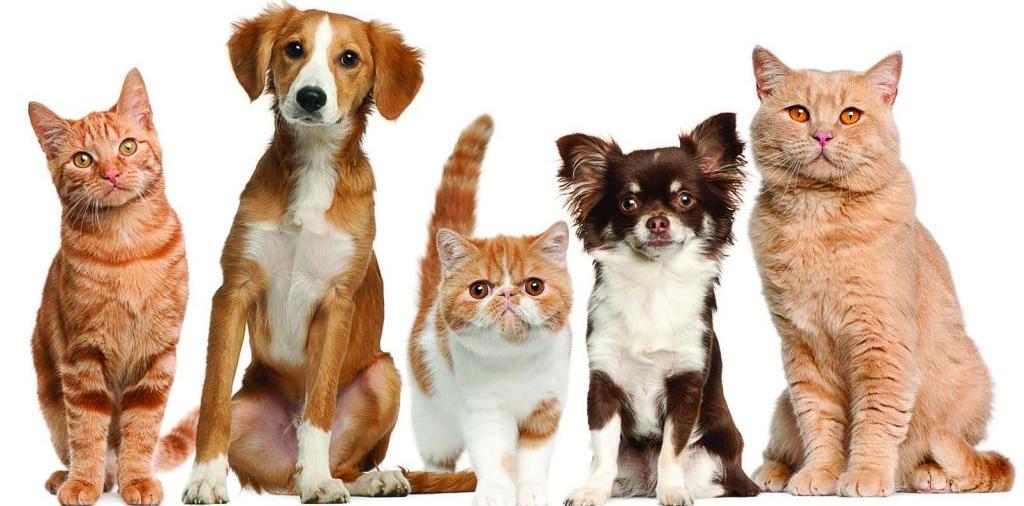 Доска объявлений о животных | ЗооТом - продажа, вязка и услуги для животных в Белом Яре