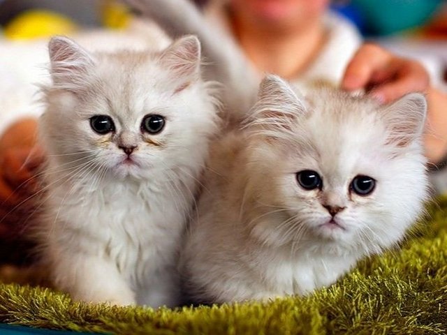 Породы кошек в Белом Яре | ЗооТом портал о животных
