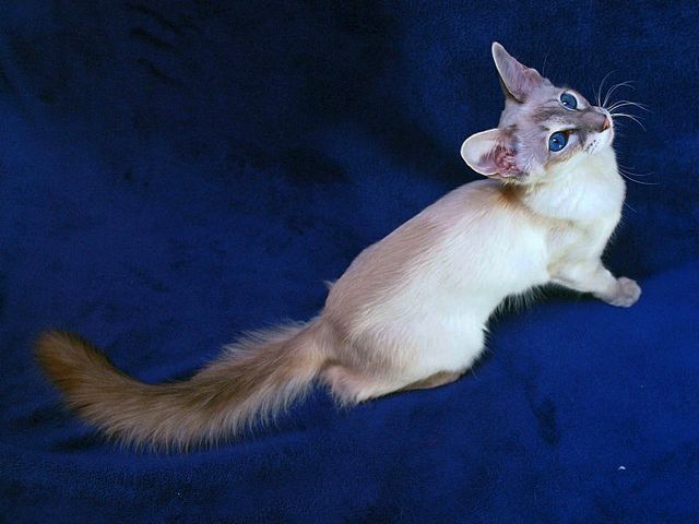 Выведенные породы кошек в Белом Яре | ЗооТом портал о животных