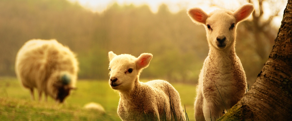 Объявления о сельскохозяйственных животных | ЗооТом - продажа, вязка и услуги для животных в Белом Яре