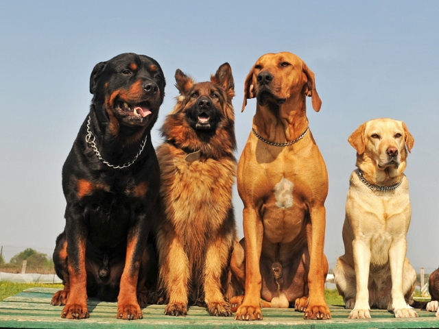 Крупные породы собак в Белом Яре | ЗооТом портал о животных